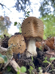 Agaricus nanaugustus