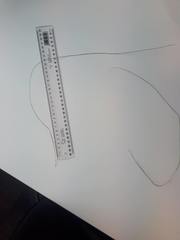 Netrostylis capillaris