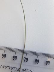 Netrostylis capillaris