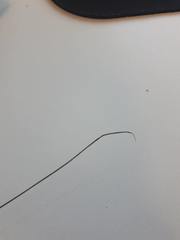 Netrostylis capillaris