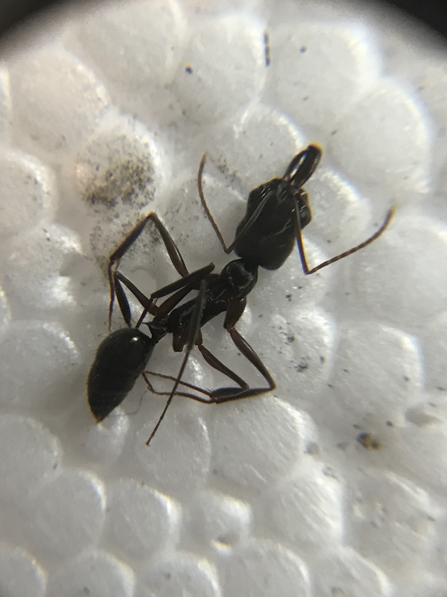 Odontomachus haematodus