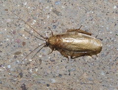 Latiblattella lucifrons