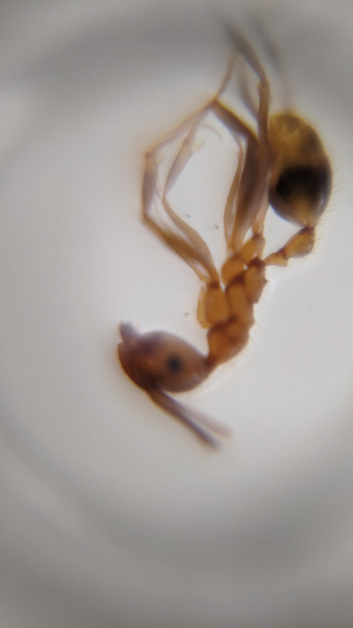 Pheidole nodus