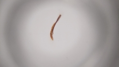 Pheidole nodus