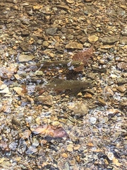 Salvelinus fontinalis fontinalis