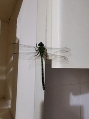 Coryphaeschna