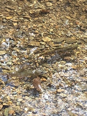 Salvelinus fontinalis fontinalis