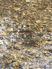 Salvelinus fontinalis fontinalis