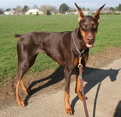 Canis familiaris