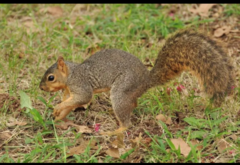 Sciurus niger