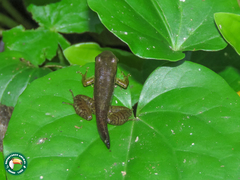 Crossodactylus
