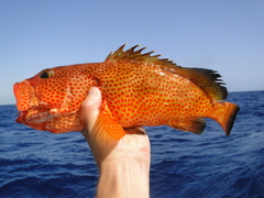 Epinephelus guttatus