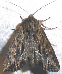 Apamea antennata