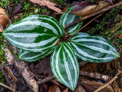 Cyclopogon lindleyanum