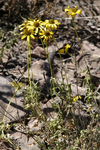 Image of Heliopsis parvifolia by (c) Eric Knight, some rights reserved (CC BY)