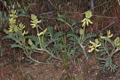 Astragalus gibbsii