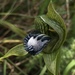 Bipinnula montana - Photo (c) mateoalmada, algunos derechos reservados (CC BY-NC)