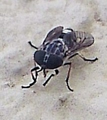 Tabanus trimaculatus