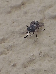 Tabanus trimaculatus