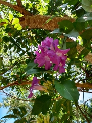 Podranea ricasoliana