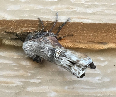 Lithomoia germana
