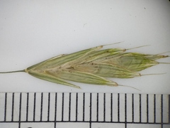 Bromus latiglumis