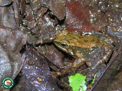 Crossodactylus gaudichaudii