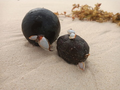 Arecaceae (Manicaria)