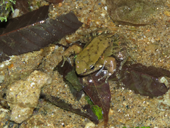 Crossodactylus gaudichaudii