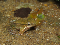 Crossodactylus gaudichaudii