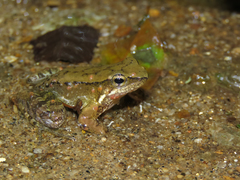 Crossodactylus gaudichaudii