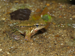 Crossodactylus gaudichaudii