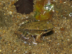 Crossodactylus gaudichaudii