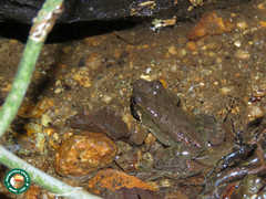 Crossodactylus gaudichaudii