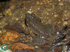 Crossodactylus gaudichaudii