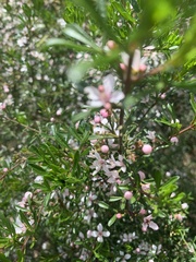 Zanthoxyloideae