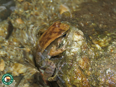 Crossodactylus gaudichaudii