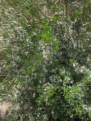 Zanthoxyloideae