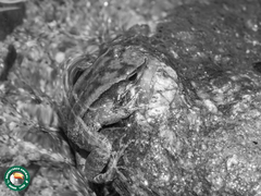 Crossodactylus gaudichaudii