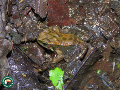 Crossodactylus gaudichaudii