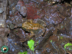 Crossodactylus gaudichaudii