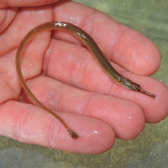 Syngnathus fuscus