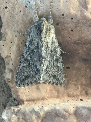 Andropolia contacta