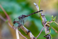 Dythemis nigrescens