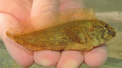 Chasmodes bosquianus