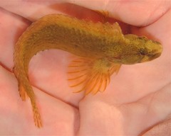 Chasmodes bosquianus