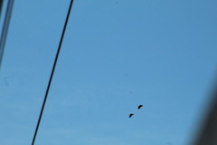 Amazona xantholora