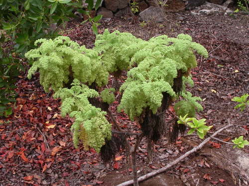 Image of Heller's Scalesia (Scalesia helleri) by no rights reserved
