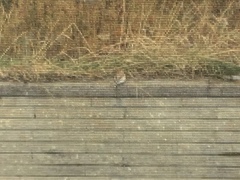 Plectrophenax nivalis