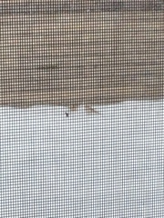 Plectrophenax nivalis